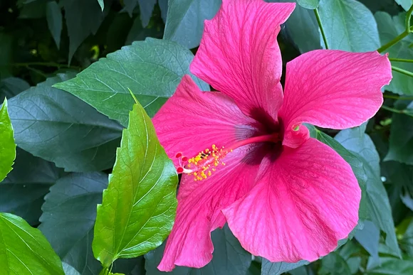 Hibiskusblüte in pink